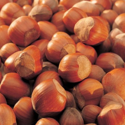 Nocciola Italia